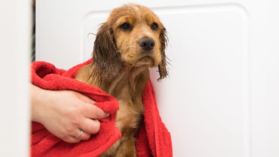 2 dogs outlet in a bathtub